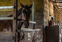 hippotherapie